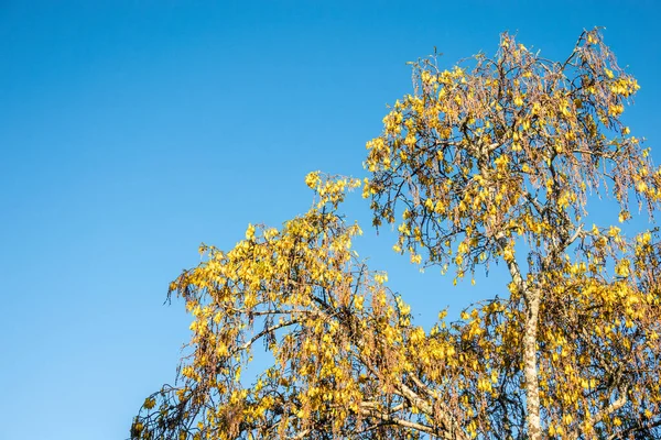 Tui Voeden Bij Zonsopgang Gele Bloemen Van Kowhai Boom Tauranga — Stockfoto