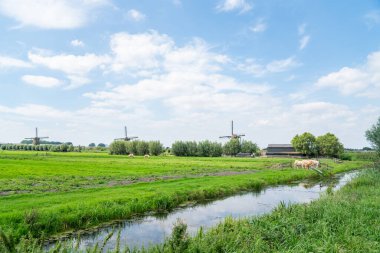 Hollanda 'nın Kinderdijk bölgesinde birkaç sığır, çiftlik kulübesi ve kırsal alanda yel değirmeni..