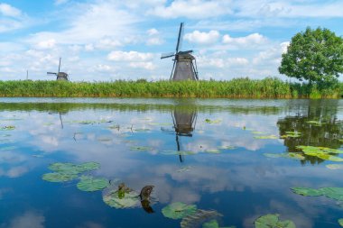 Nilüfer yaprakları kanalda, sakin suların üzerinden tarihi yel değirmenine ve diğer taraftaki uzun çimlerde bir ağaca bakın, Kinderdijk, Hollanda.