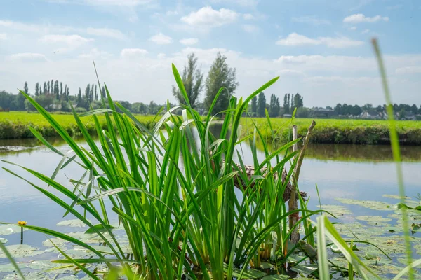 Dutch Rural Scene Kinderdijk Green Grassland Canals Running Netherlands — Stock Photo, Image