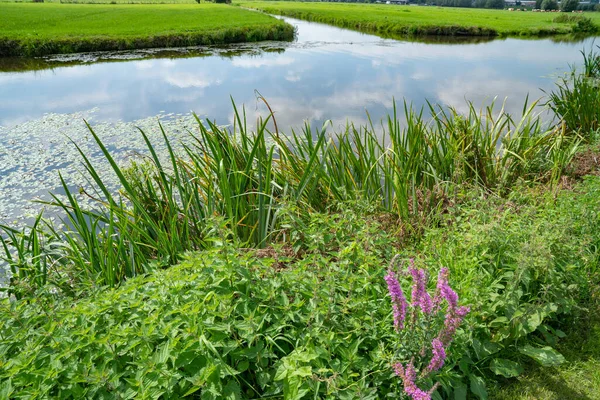 Holland Vidéki Élet Kinderdijk Zöld Gyepén Csatornákkal Hollandiában — Stock Fotó