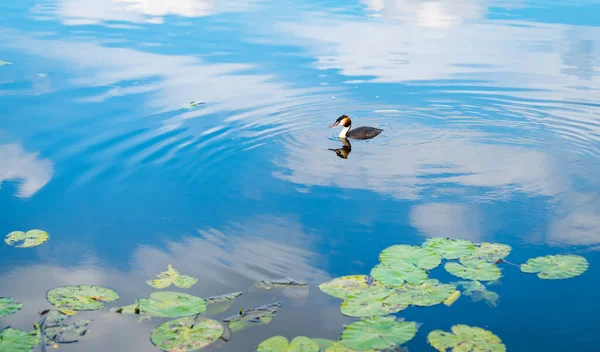 Grote Kuif Grebe Langzaam Zwemmend Rustig Blauw Water Met Waterlelie — Stockfoto