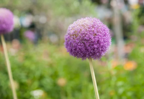 Flor púrpura brillante contra el fondo borroso del jardín — Foto de Stock