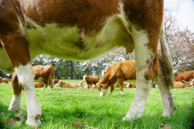 İnekler otlatma