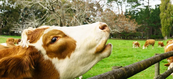 Krowy w Kornwalii parku — Zdjęcie stockowe