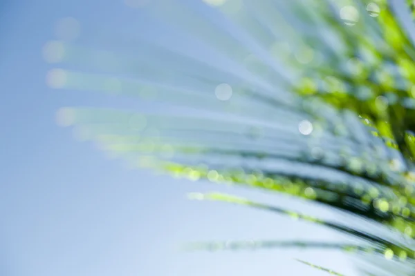 Luz desenfocada de Cycad frond atrapando gotas de rocío contra azul s —  Fotos de Stock