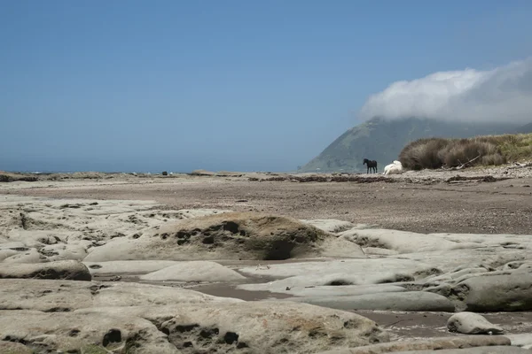 Лошади на пляже — стоковое фото