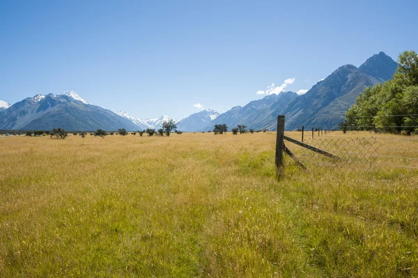 Cows grazing — Stock Photo, Image