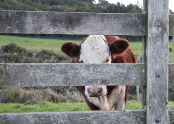 Cattle through gate. — Stock Photo, Image