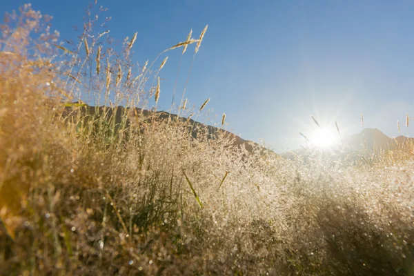 Ochtend licht op zoek naar zon. — Stockfoto