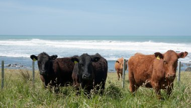 Black and red angus cows looking forward. clipart