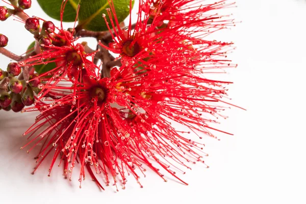 Pohutukawa rouge fleur gros plan isolé sur blanc . — Photo