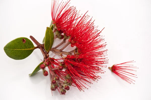 Fiore rosso primo piano isolato su bianco . — Foto Stock