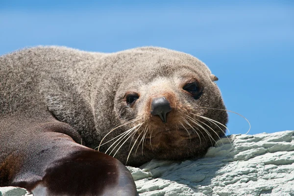 New Zealand fur seal portrait. — Stock Photo, Image