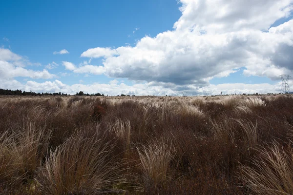 Tussock plants blowing in breeze. — Stock Photo, Image