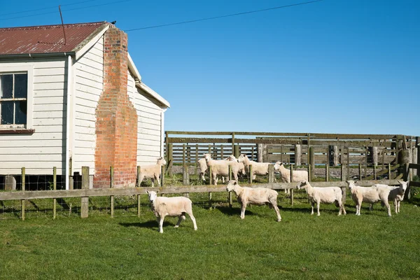 Cordeiros cercados por celeiro de fazenda — Fotografia de Stock
