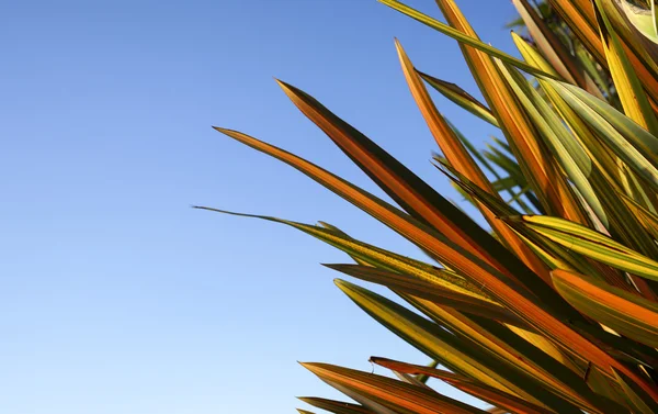 Yeni Zelanda keten, mavi gökyüzü karşı bıçaklar.