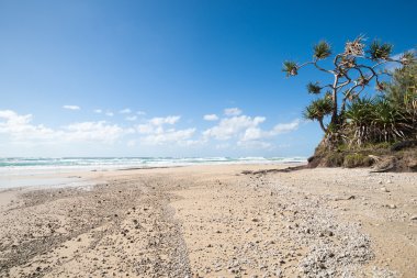 Tropical sandy beach Fraser island clipart