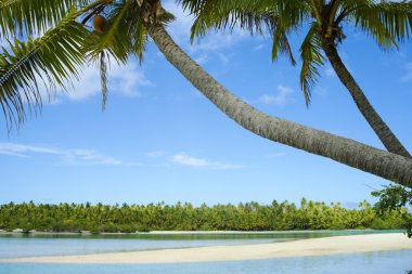 palm beach ve tropik adada giriş