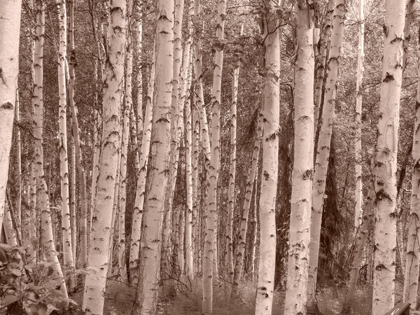 Birch Trees abstract in split tone.