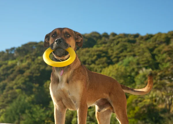 Собака с желтым кольцом ждет — стоковое фото