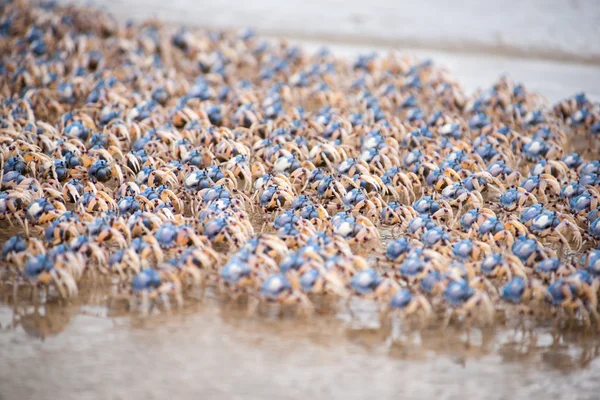 Caranguejos Soldados na Ilha Fraser, Queensland, Austrália . — Fotografia de Stock