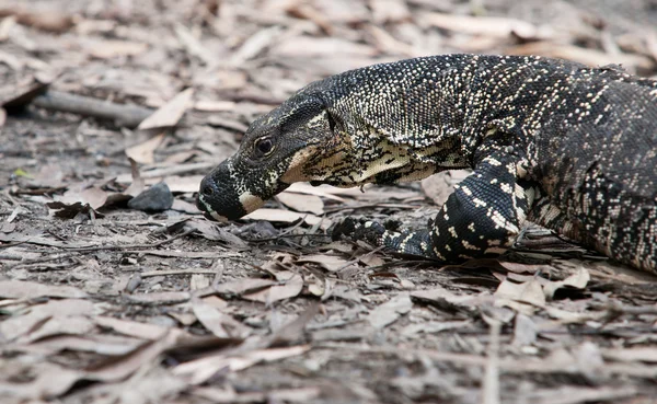 Monitore o lagarto cheirando o chão — Fotografia de Stock