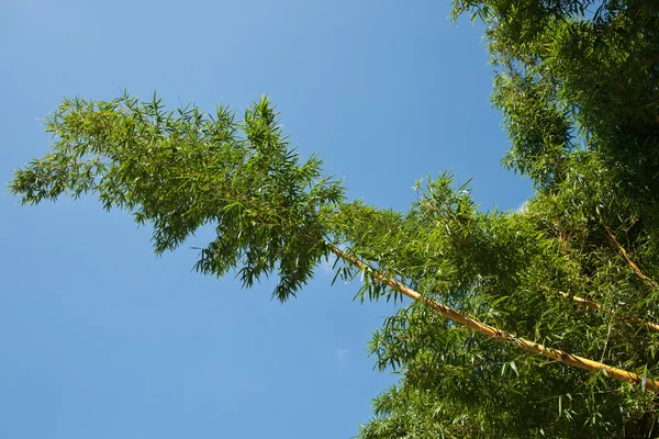 Bambu verde contra o céu azul — Fotografia de Stock