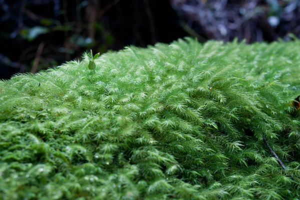 Primeros planos musgo verde creciendo en el tronco en el bosque —  Fotos de Stock