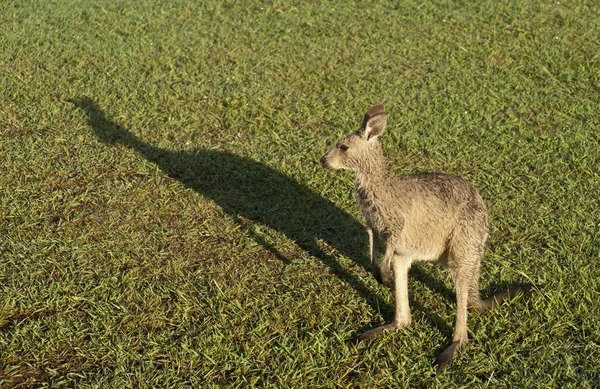 Único canguru com sombra . — Fotografia de Stock