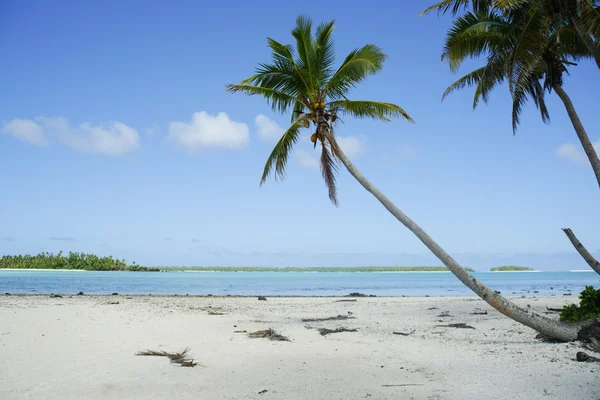 Tropische Palme — Stockfoto