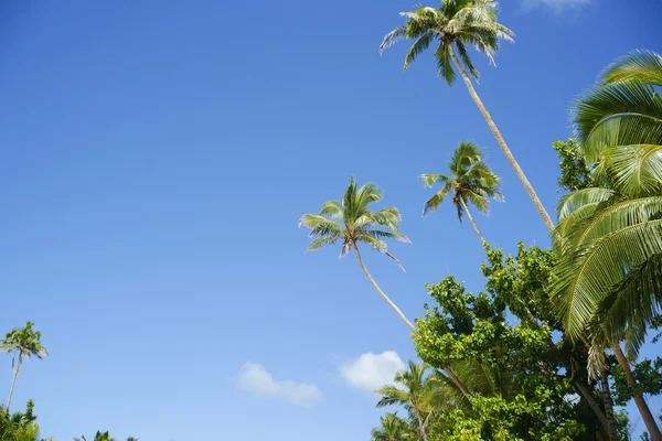 Tropical coconut palms swaying in breeze against blue sky. — Stock Photo, Image