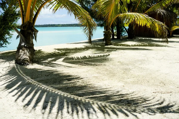 Palm en schaduw langs de rand van de lagune. — Stockfoto