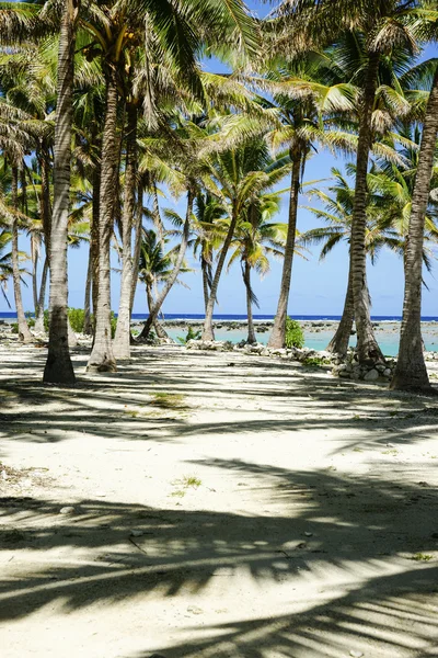 Schaduwrijke palm tree grove. — Stockfoto