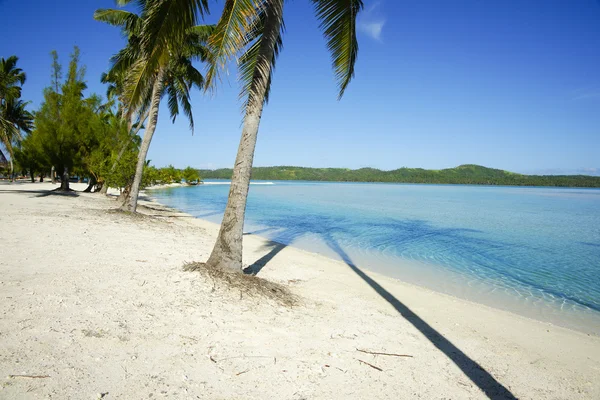Tropikalna wyspa, palmy i wiodących linii ich cieni w popołudniowym słońcu. — Zdjęcie stockowe