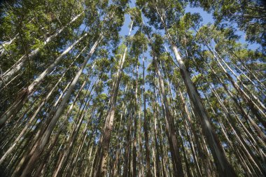 Hamakua Coast, eucalyptus trees. clipart