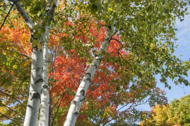White bark of silver birch reaching into the tree top and bright colors of fall foliage. clipart