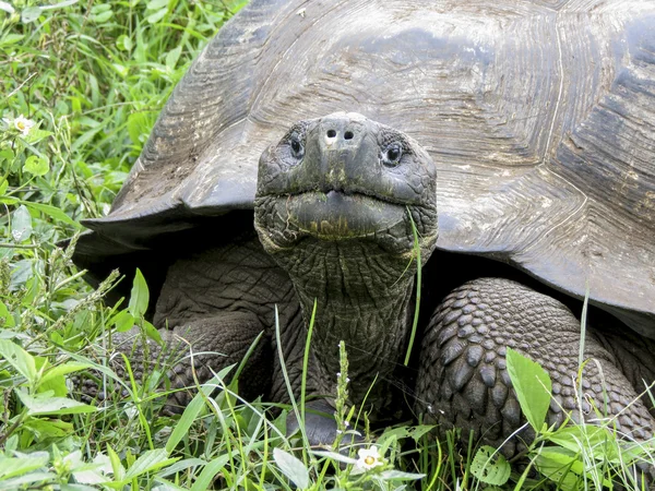 Tortue géante . — Photo