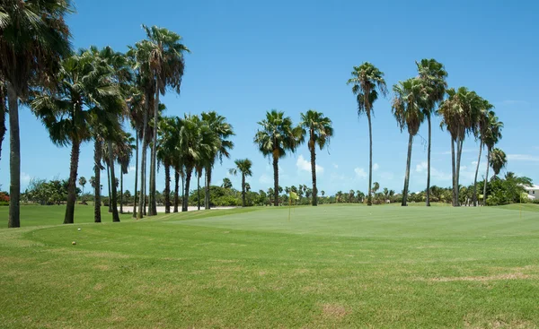 Golfbanan puttinggreen omgiven av höga vajande palmer. — Stockfoto