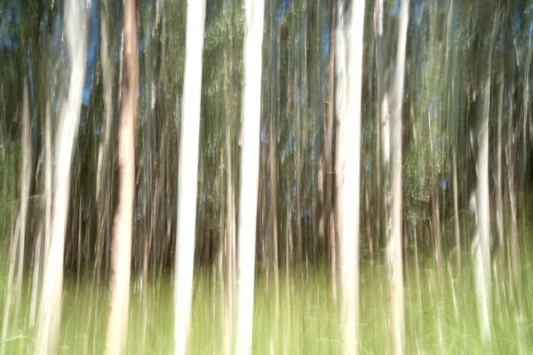 Hamakua kusten eukalyptus träd abstrakt — Stockfoto
