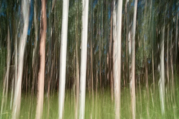 Hamakua kusten, eukalyptusträd abstrakt rörelseoskärpa.. — Stockfoto