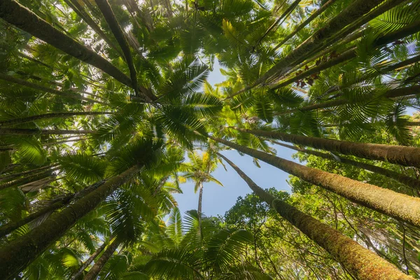 Tall trees looking up, surrounding and converging. — Free Stock Photo