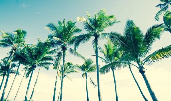 Tropical vintage palm image. — Stock Photo, Image