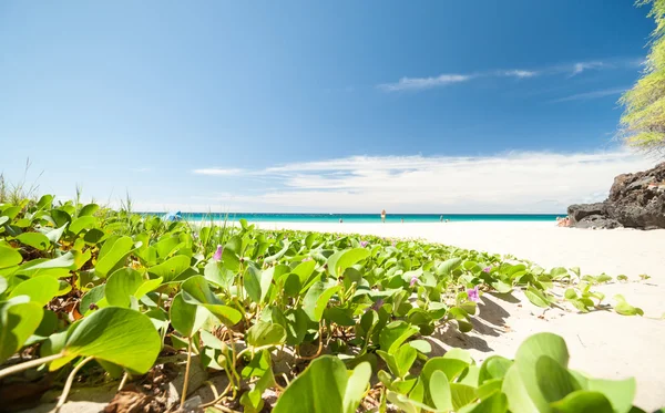 Trópusi strand jelenet, Hawaii. — Stock Fotó