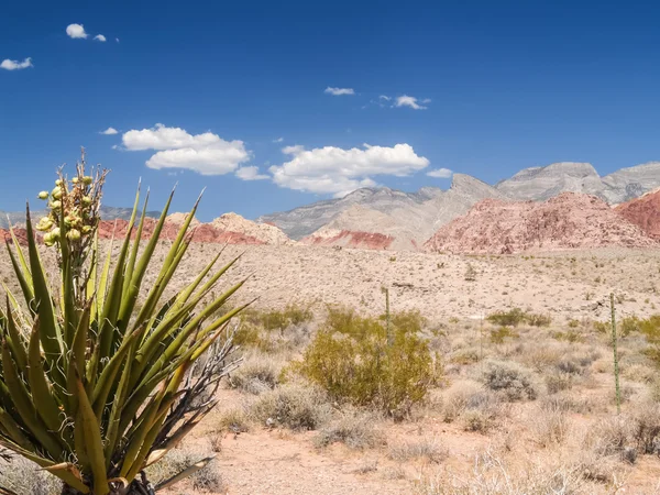Vegetación típica del desierto — Foto de Stock