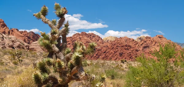 Árbol Joshua en el desierto de Nevada . — Foto de Stock