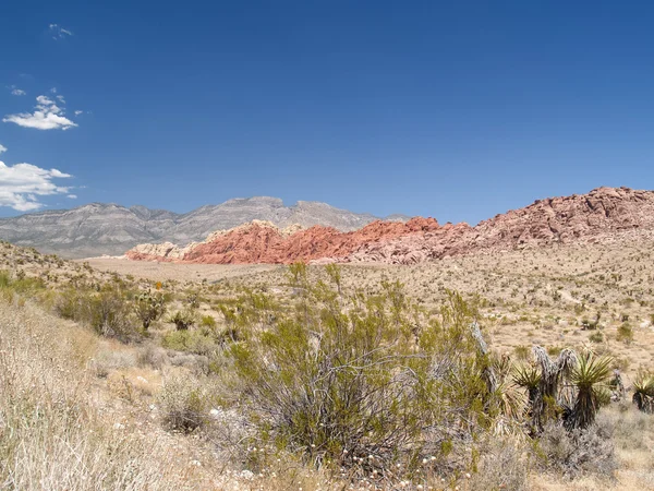 Vegetación del desierto a través de área plana del desierto de Nevada . — Foto de Stock