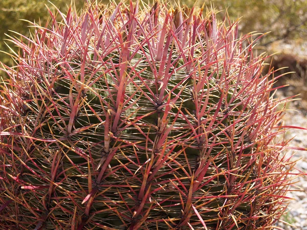 Spiky barrel cactus closeup. — Stock Photo, Image