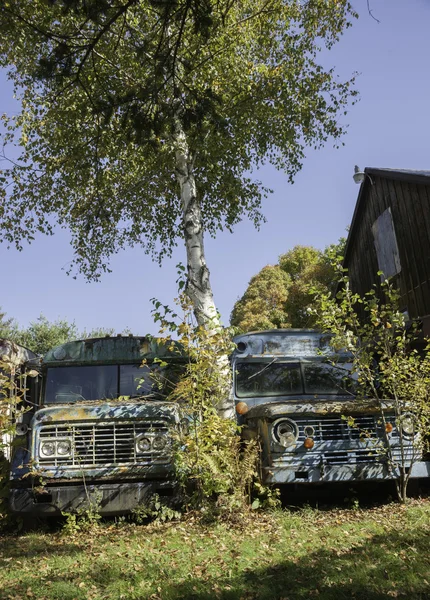 Alte Busse parken unter Bäumen. — Stockfoto