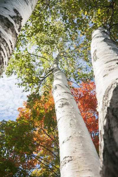 高大的白色白桦树树干塔向天与上面的树叶. — 图库照片
